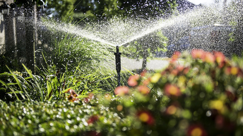 sprinkler watering flower garden