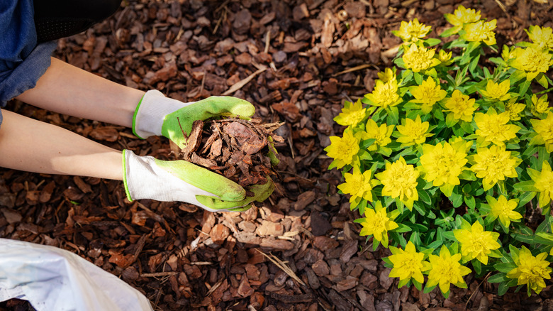 woman mulching flowers with wood