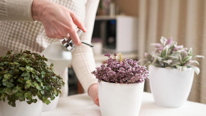 watering ceramic planter