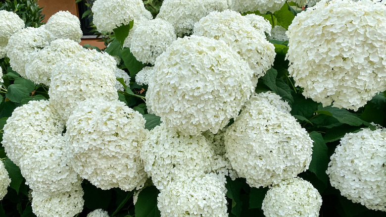 A cluster of white smooth hydrangeas 