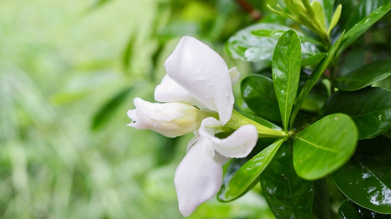 An up close side view of a blooming gardenia bud