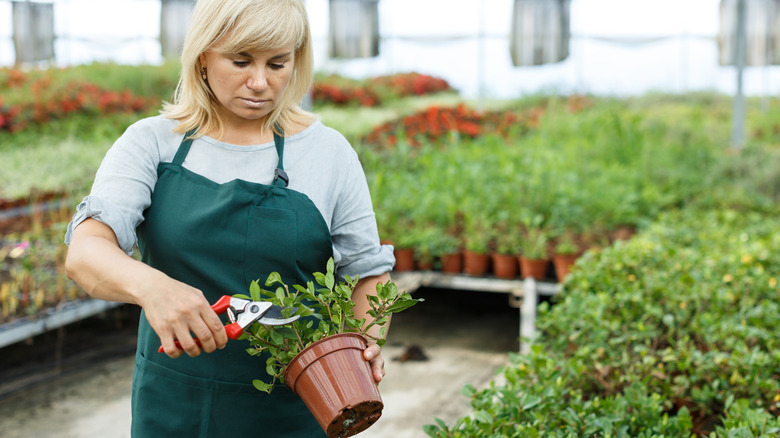 A person pruning a small potted gardenia in plant nursery