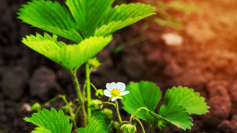 Strawberry flowers growing