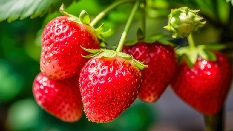 strawberries on branch