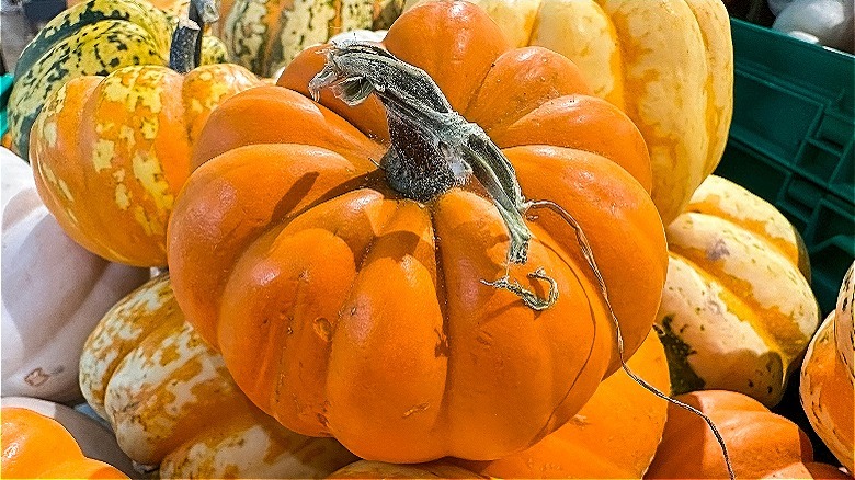 heirloom orange pumpkins in patch