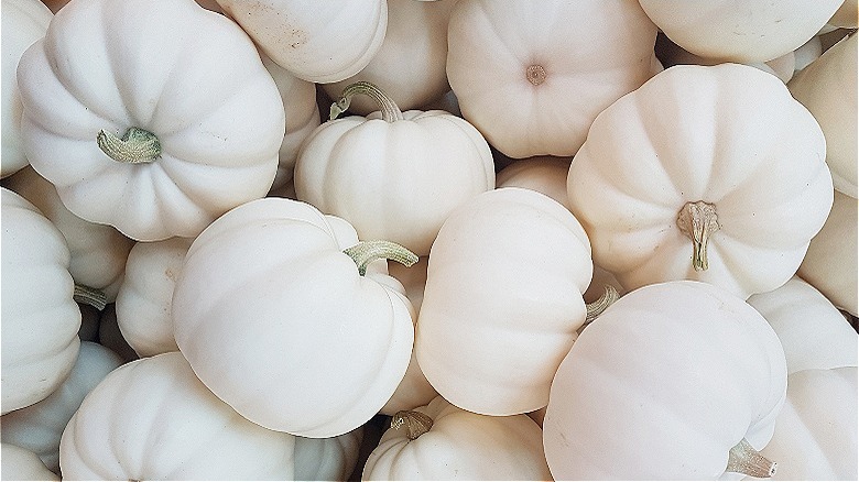 group of white pumpkins