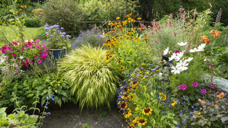 Mixed plants in a garden