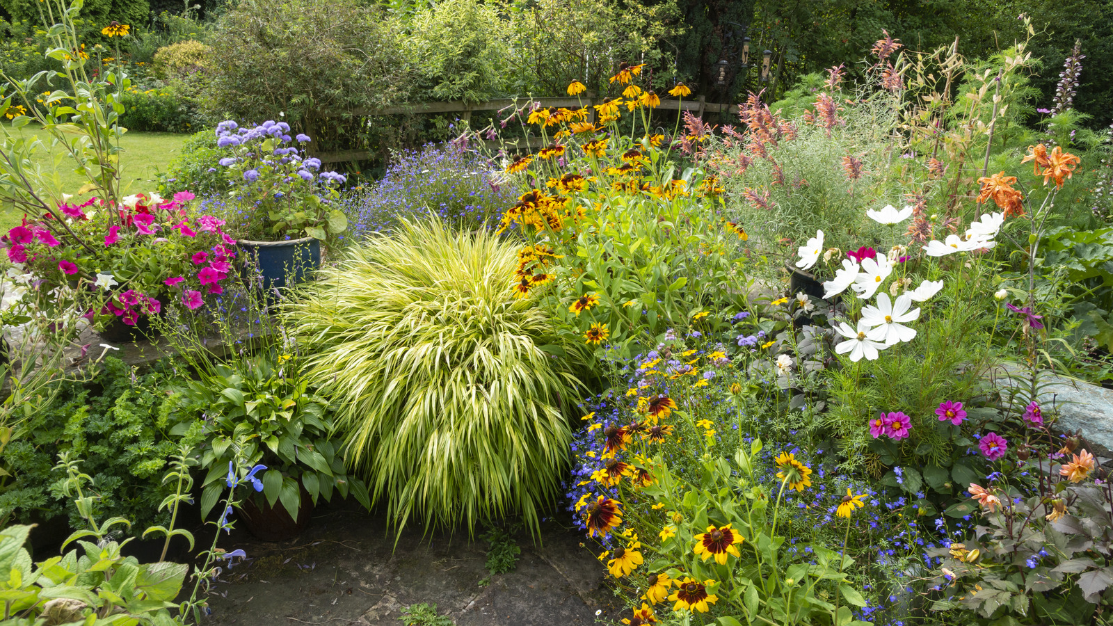 The Purple-Black Groundcover That Is Worth The Slow Grow