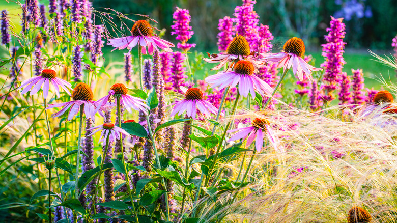 Coneflowers blooming in a garden