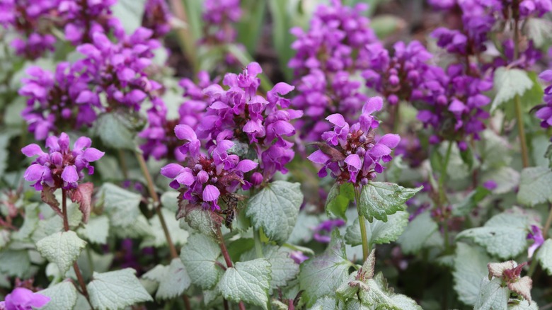 'Purple Dragon' lamium blooms up close