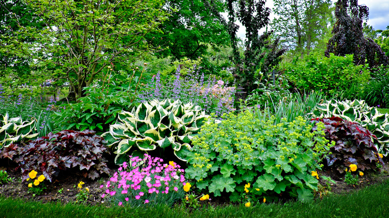 Ground cover plants in a garden