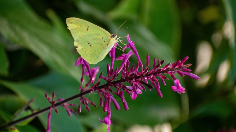 butterfly on purple firespike flower