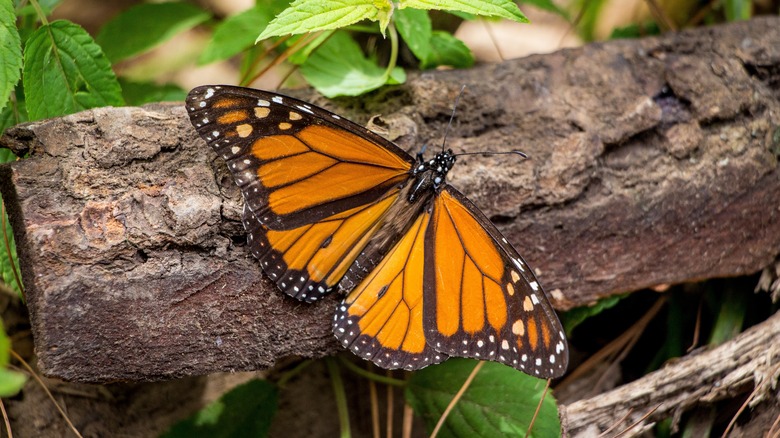 Monarch butterfly on branch