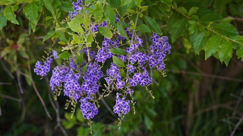 Flowers on Duranta erecta