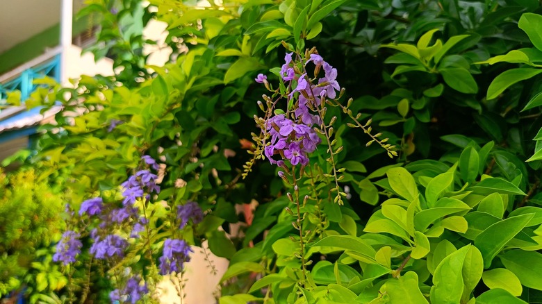 duranta erecta plant with flowers