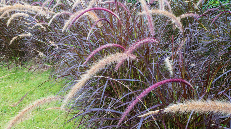 'Purple Majesty' cultivar of Cenchrus americanus