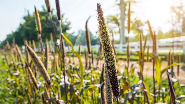 Purple millet flowers in a field