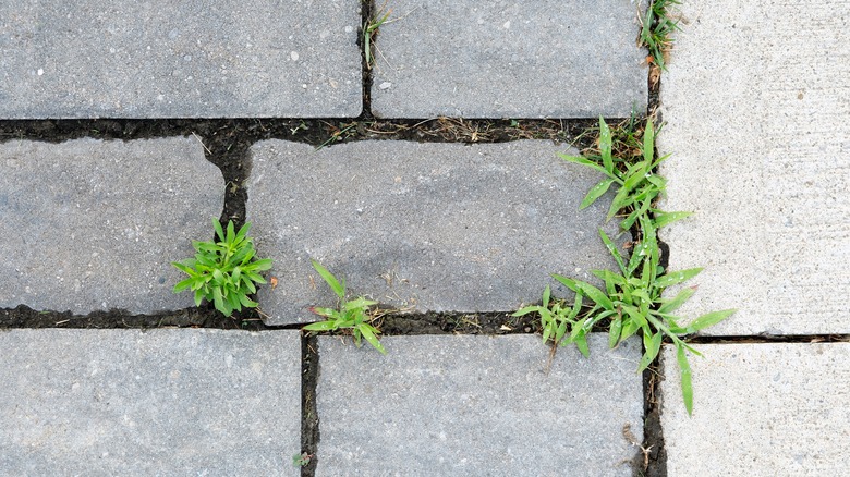 weeds growing between pavers