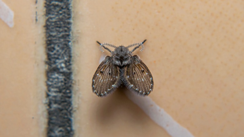 drain fly or sink fly