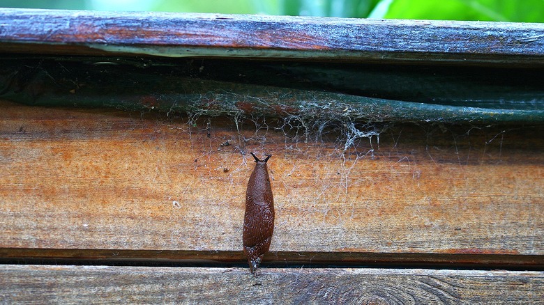 Slug on wood garden bed