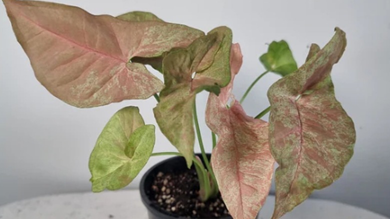 Syngonium 'Milk Confetti' in a pot showing lots of leaf variegations