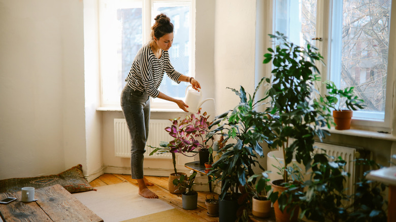 Someone tending to her houseplants