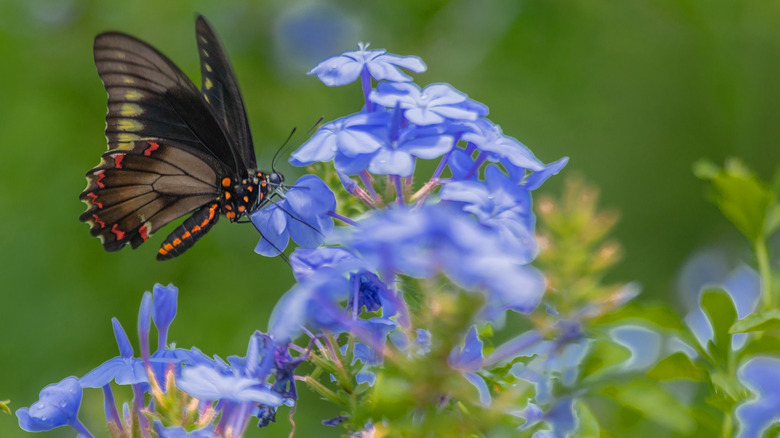 butterfly on plumbago