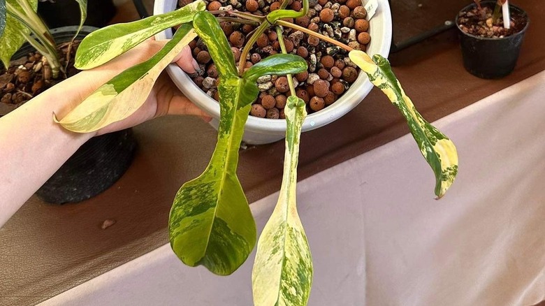  Leaves of philodendron joepii variegated 