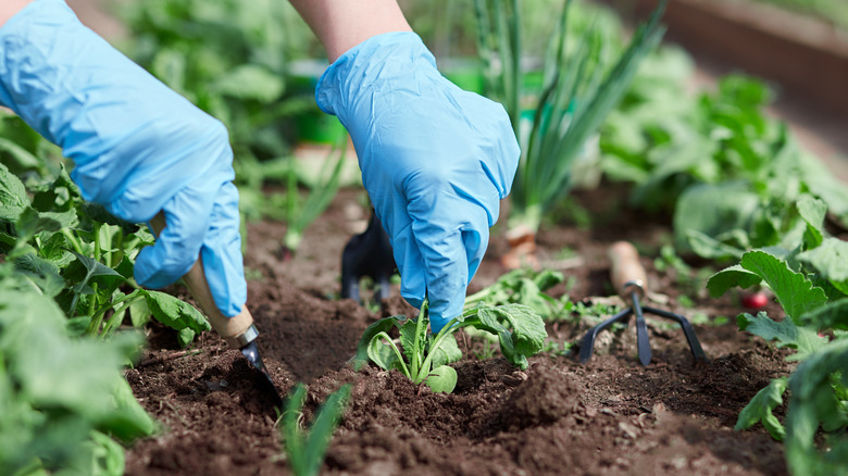 Gloved hands digging in dirt