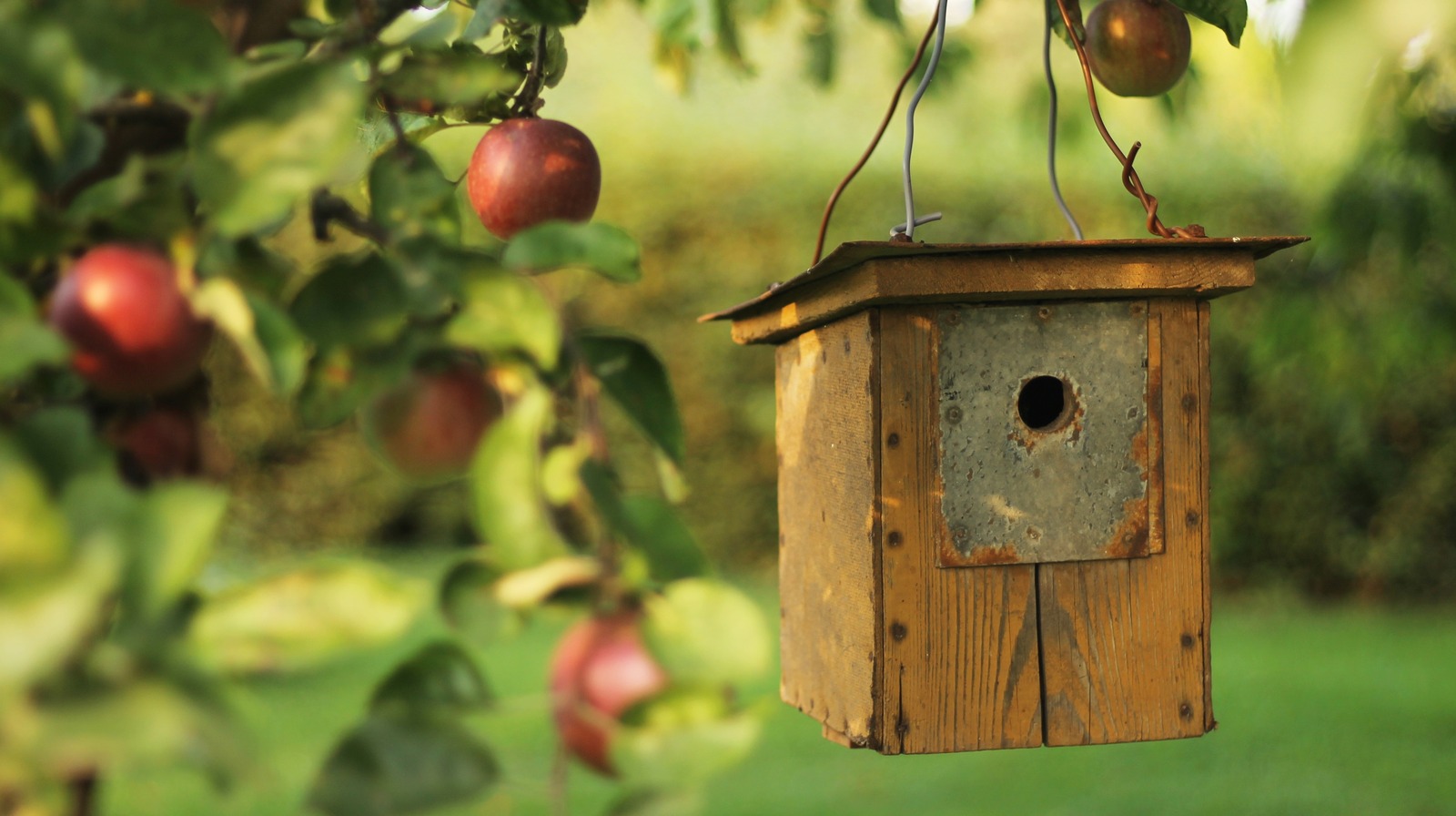 the-real-reason-birds-are-avoiding-your-birdhouse