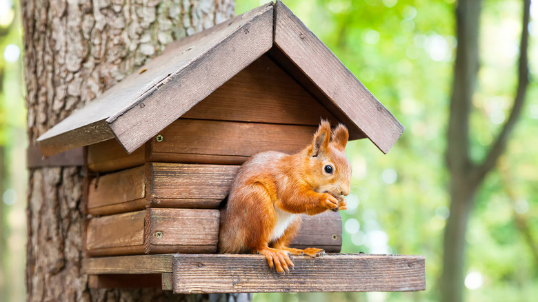 Squirrel in birdhouse
