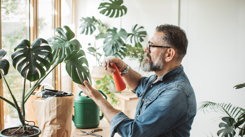 Man caring for monstera