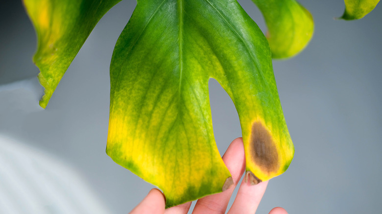 Brown spot on monstera leaf