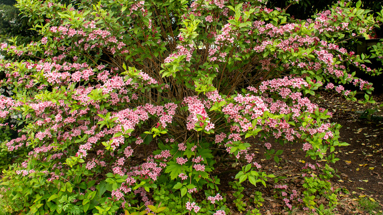 Weigela bush in bloom