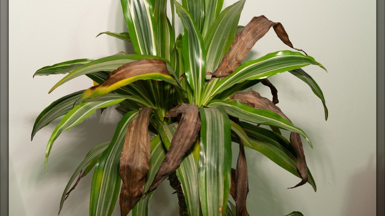 Dracaena plant turning brown
