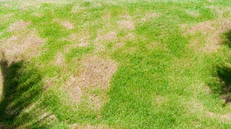 lawn with fungus damage
