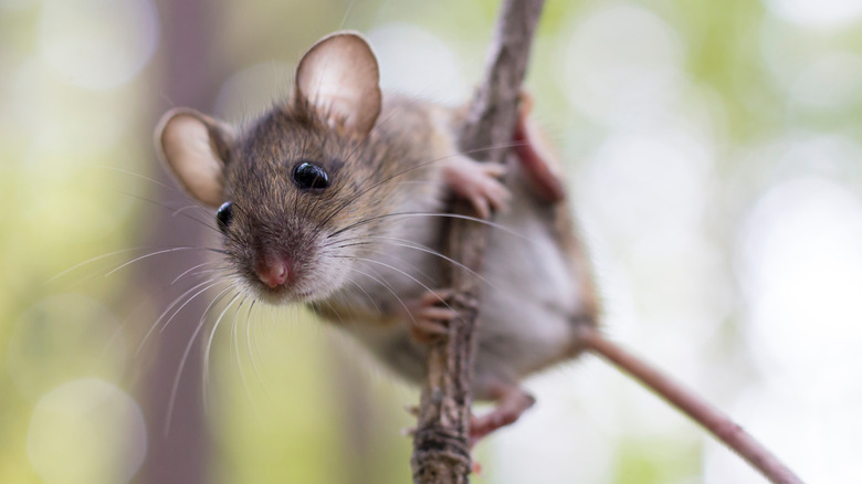 mouse on branch