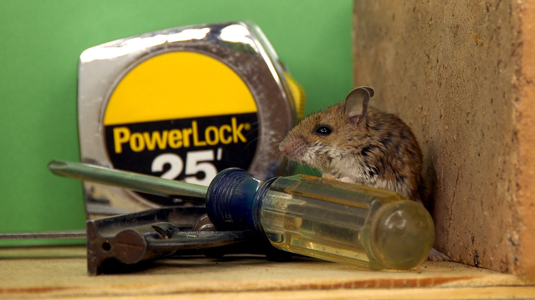 mouse amongst tools