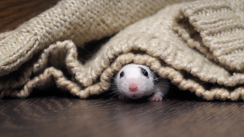 rat under blanket