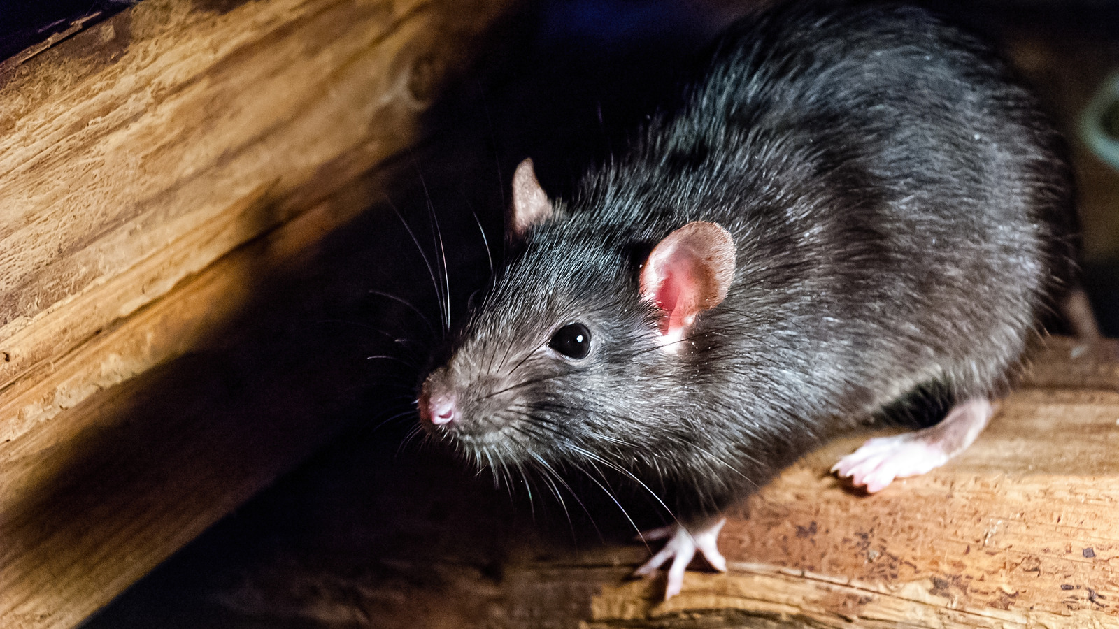 How Long Do Rats Live?  Griffin Pest Solutions
