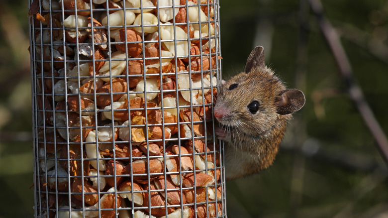 mouse on bird feeder