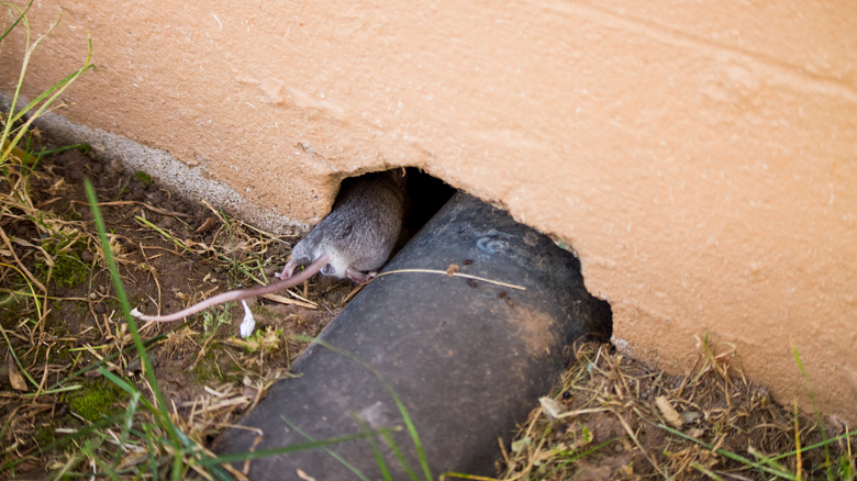 mouse entering home through wall