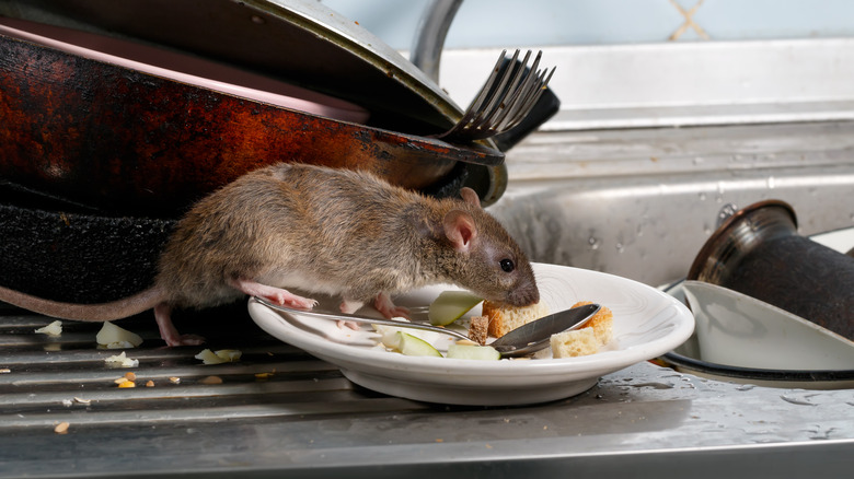 rat eating in kitchen