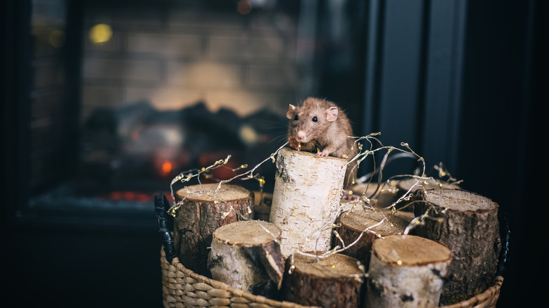 mouse on woodpile
