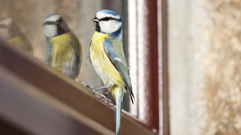 Bird sitting by window