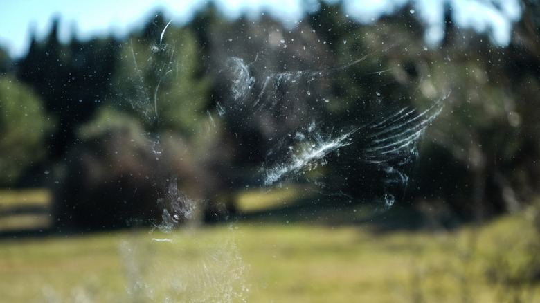 imprint of bird on window