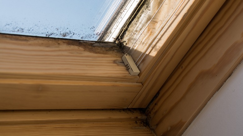 Damaged skylight with mold