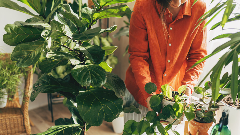 A woman moves a houseplant to a new spot on the shelf.