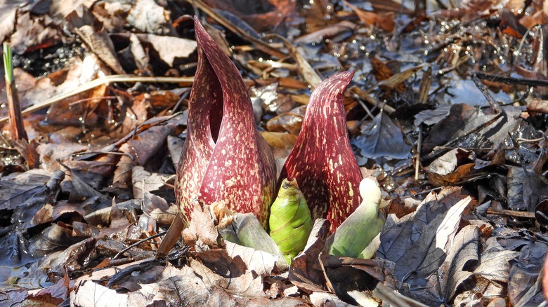 skunk cabbage on forest floor