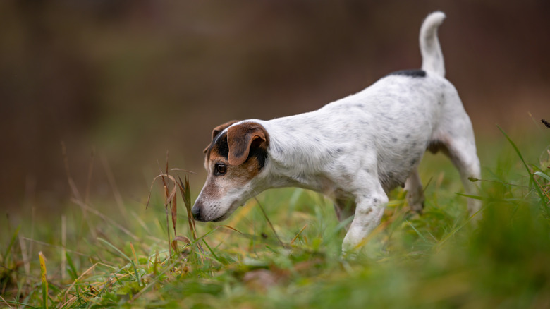 dog sniffing plant